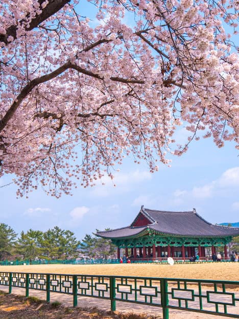 eSIM Hàn Quốc đi du lịch không giới hạn